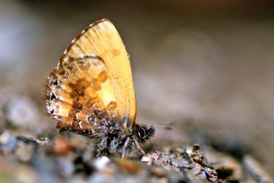 巒大鋸灰蝶 Orthomiella rantaizana 性別不明