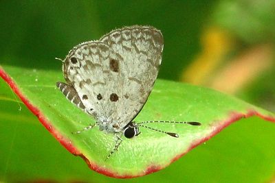 黑星灰蝶 Megisba malaya sikkima 雄蟲