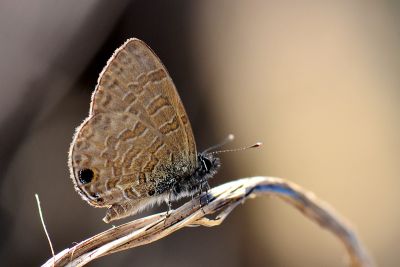 密紋波灰蝶 Prosotas dubiosa asbolodes 性別不明