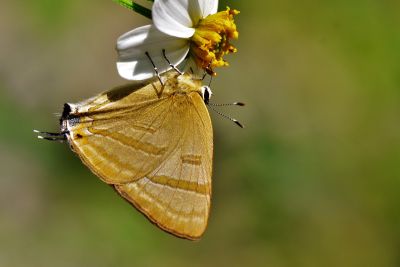 堇彩燕灰蝶 Rapala caerulea liliacea 性別不明