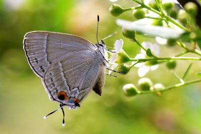 南方灑灰蝶 Satyrium austrinum 雌蟲