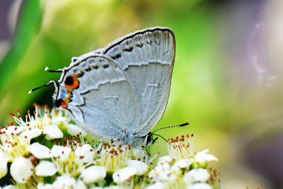 南方灑灰蝶 Satyrium austrinum 性別不明