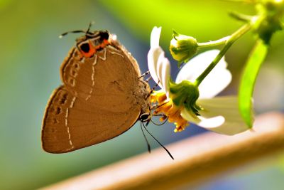 秀灑灰蝶 Satyrium eximium mushanum 性別不明