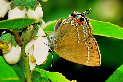 秀灑灰蝶 Satyrium eximium mushanum 性別不明