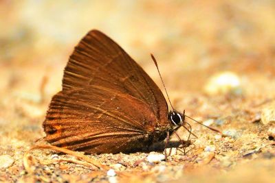 井上灑灰蝶 Satyrium inouei 性別不明