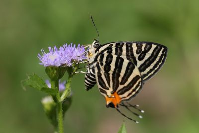 虎灰蝶 Spindasis lohita formosanus 雌蟲