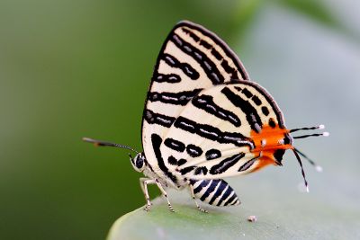 三斑虎灰蝶 Spindasis syama lamuae 雌蟲
