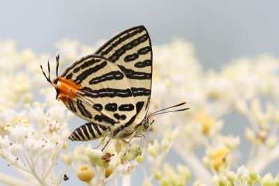 三斑虎灰蝶 Spindasis syama lamuae 雌蟲