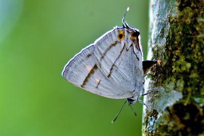 阿里山鐵灰蝶 Teratozephyrus arisanus 雌蟲