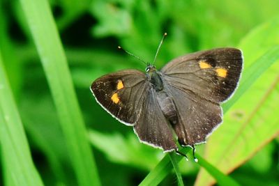 高山鐵灰蝶 Teratozephyrus elatus 性別不明