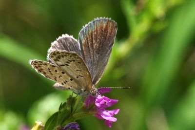 藍灰蝶 Zizeeria maha okinawana 雌蟲