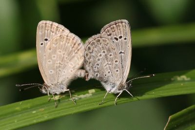 藍灰蝶 Zizeeria maha okinawana 交尾中個體