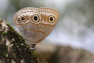 古眼蝶 Palaeonympha opalina macrophthalmia 性別不明