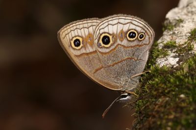 古眼蝶 Palaeonympha opalina macrophthalmia 性別不明