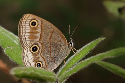 古眼蝶 Palaeonympha opalina macrophthalmia 性別不明