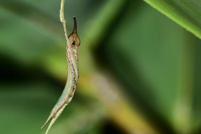 臺灣斑眼蝶 Penthema formosanum