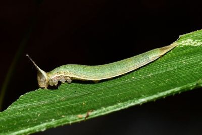 臺灣斑眼蝶 Penthema formosanum