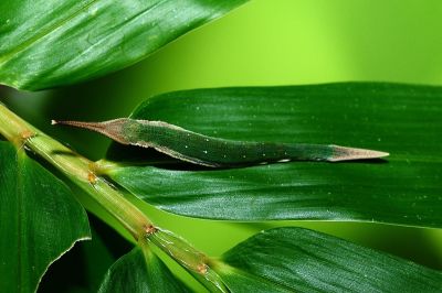 臺灣斑眼蝶 Penthema formosanum
