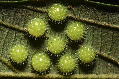 臺灣翠蛺蝶 Euthalia formosana