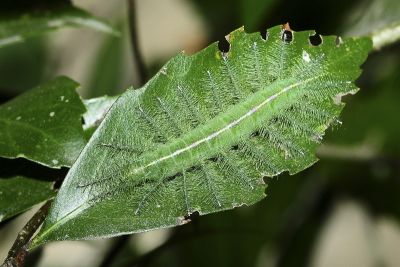 臺灣翠蛺蝶 Euthalia formosana