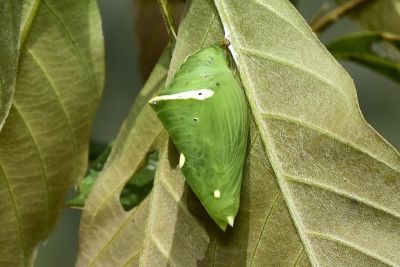 臺灣翠蛺蝶 Euthalia formosana