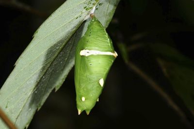 臺灣翠蛺蝶 Euthalia formosana
