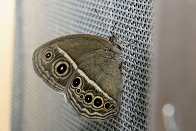 小眉眼蝶 Mycalesis mineus 性別不明