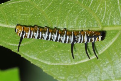 圓翅紫斑蝶 Euploea eunice hobsoni