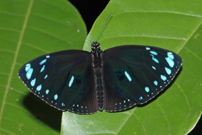 圓翅紫斑蝶 Euploea eunice hobsoni 雄蟲