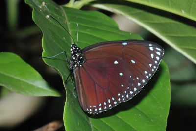 圓翅紫斑蝶 Euploea eunice hobsoni 雄蟲