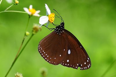 圓翅紫斑蝶 Euploea eunice hobsoni 雌蟲