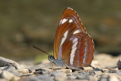 蓬萊環蛺蝶 Neptis taiwana 雄蟲