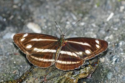 蓬萊環蛺蝶 Neptis taiwana 性別不明
