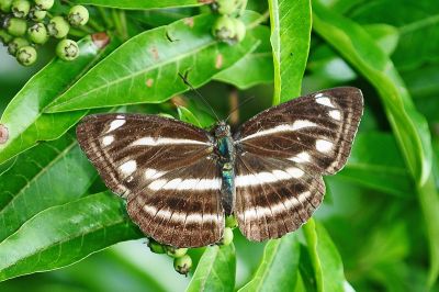 蓬萊環蛺蝶 Neptis taiwana 性別不明