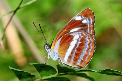 蓬萊環蛺蝶 Neptis taiwana 性別不明