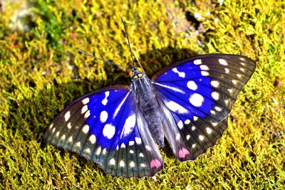 大紫蛺蝶 Sasakia charonda formosana 雄蟲