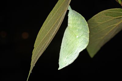 大紫蛺蝶 Sasakia charonda formosana