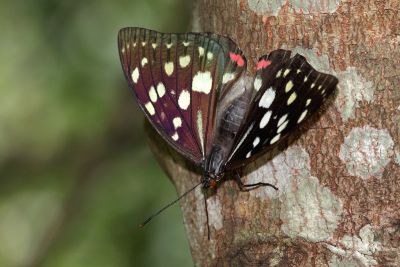 大紫蛺蝶 Sasakia charonda formosana 雌蟲