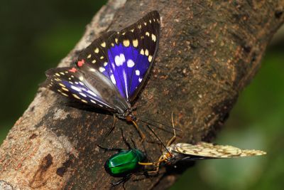 大紫蛺蝶 Sasakia charonda formosana 雄蟲