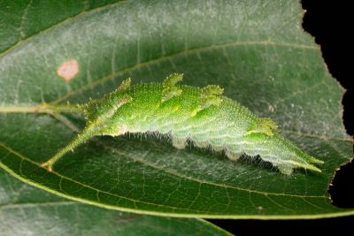 大紫蛺蝶 Sasakia charonda formosana