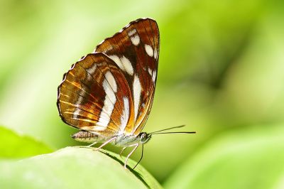 奇環蛺蝶 Neptis ilos nirei 性別不明