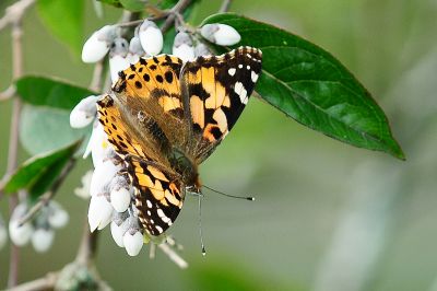 小紅蛺蝶 Vanessa cardui 性別不明