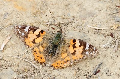 小紅蛺蝶 Vanessa cardui 性別不明
