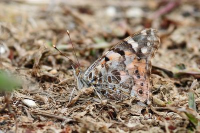 小紅蛺蝶 Vanessa cardui 性別不明