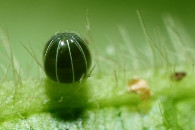 花豹盛蛺蝶 Symbrenthia hypselis scatinia