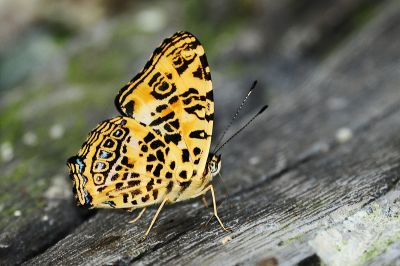 花豹盛蛺蝶 Symbrenthia hypselis scatinia 性別不明
