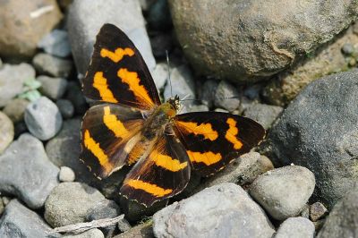 花豹盛蛺蝶 Symbrenthia hypselis scatinia 性別不明
