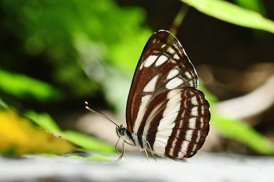 小環蛺蝶 Neptis sappho formosana 性別不明