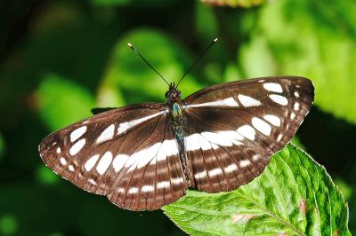 小環蛺蝶 Neptis sappho formosana 性別不明