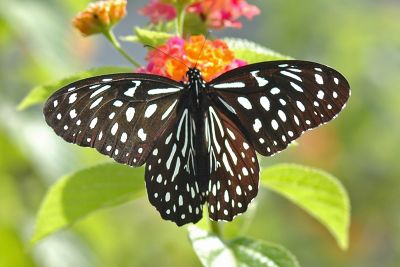 小紋青斑蝶 Tirumala septentrionis